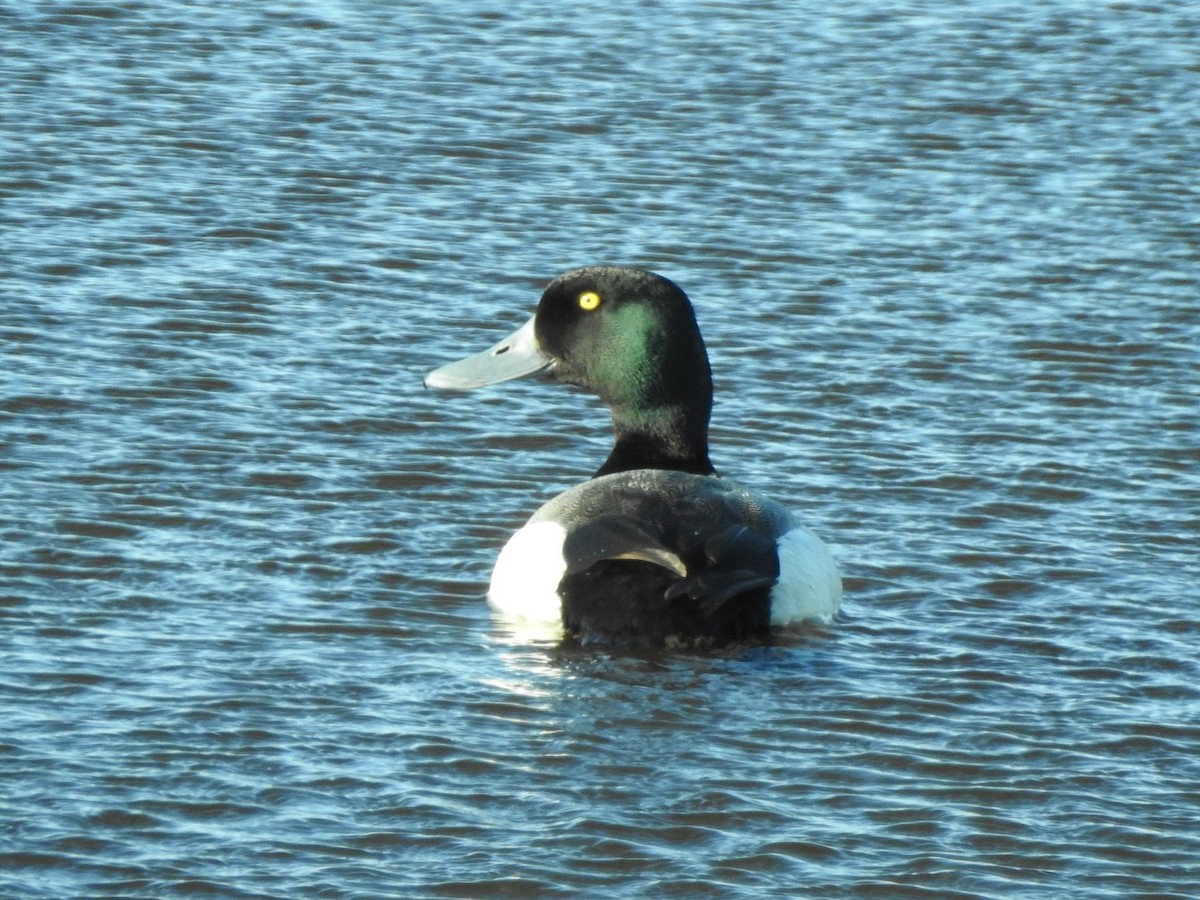Greater Scaup - ML219573471