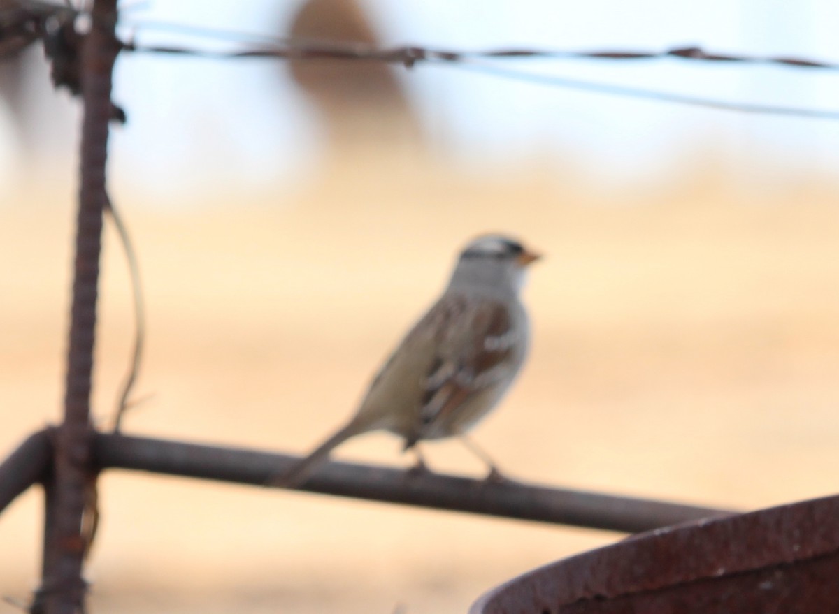 White-crowned Sparrow - ML21958031