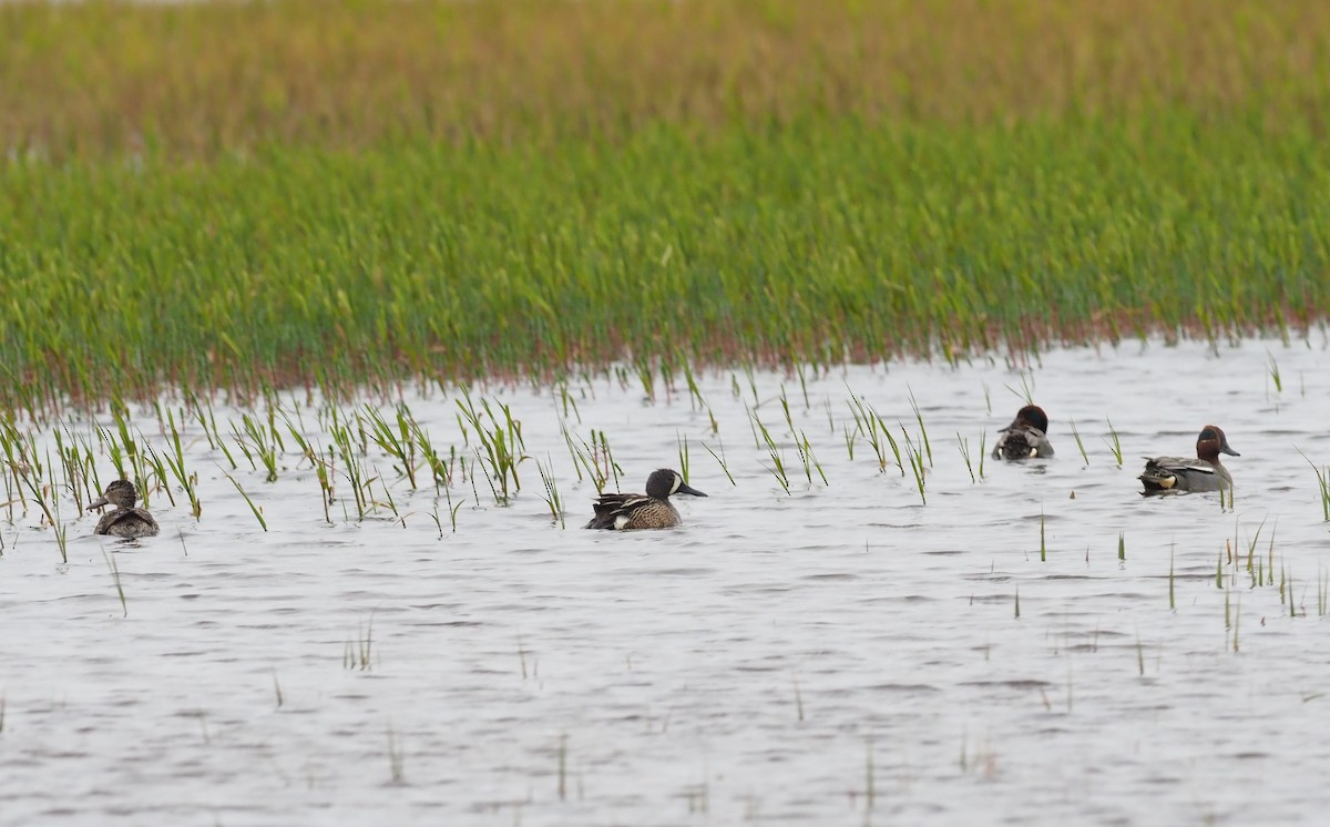Blue-winged Teal - ML219582161