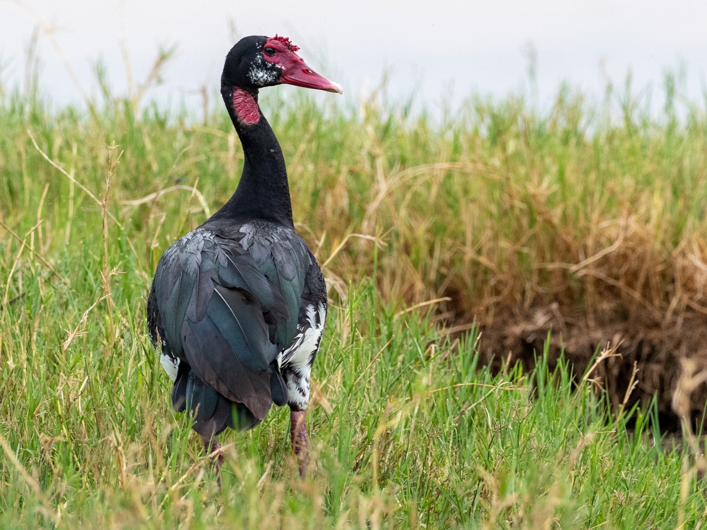Spur-winged Goose - Forest Jarvis