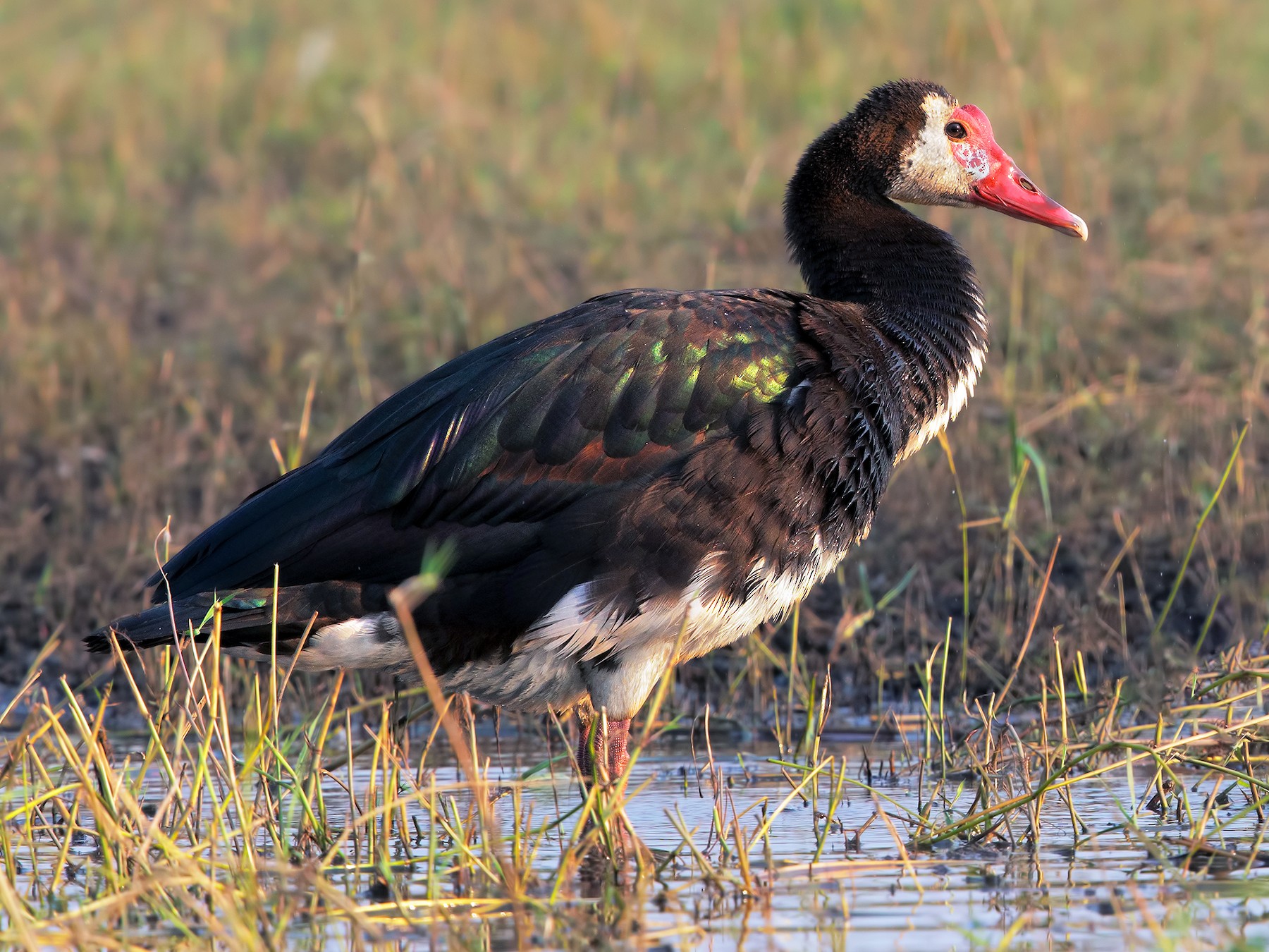 Spur-winged Goose - Marco Valentini