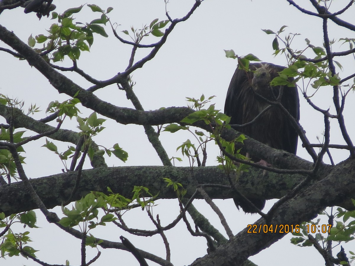 Red-headed Vulture - ML219586771