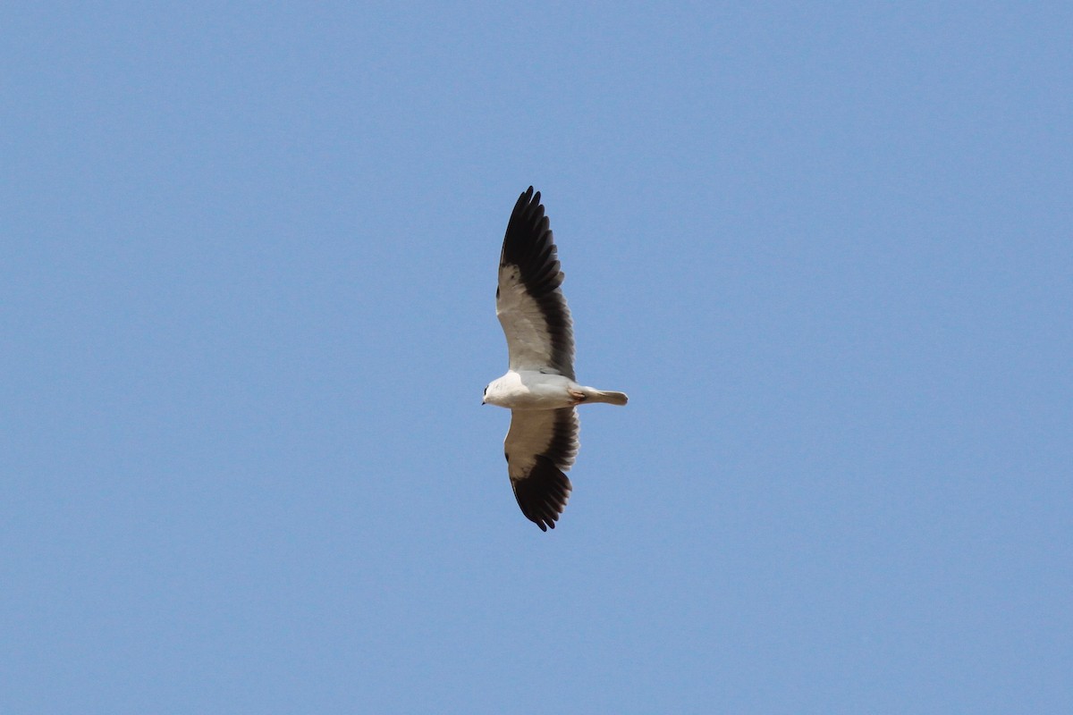 Black-winged Kite - ML219590621