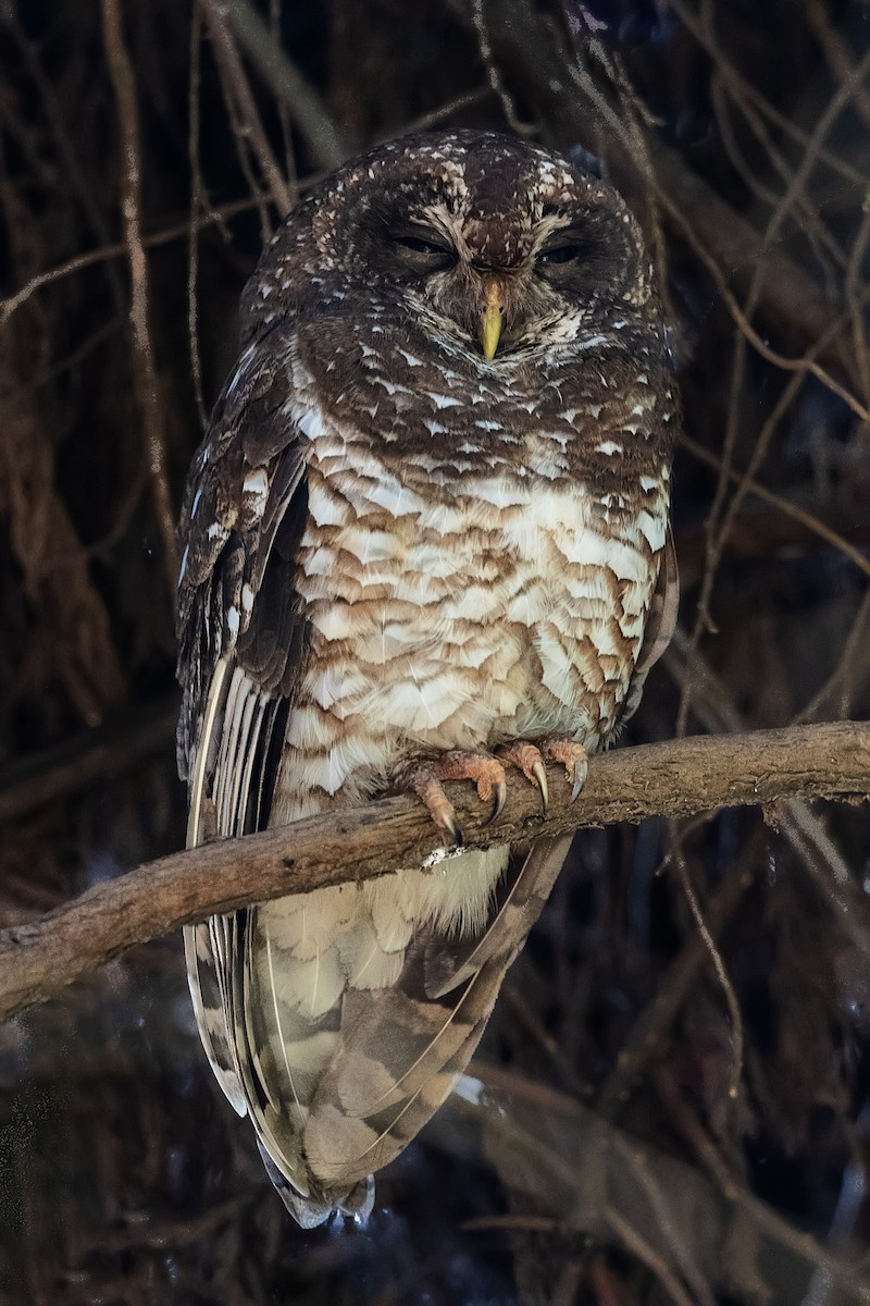African Wood-Owl - ML219591211