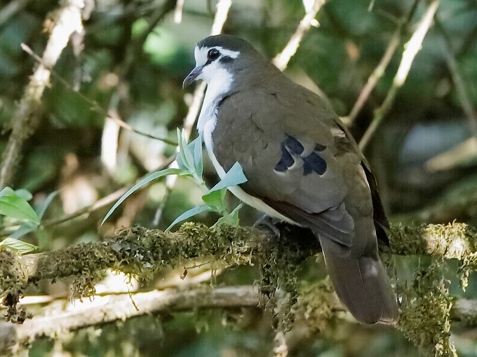 Tambourine Dove - Holger Teichmann