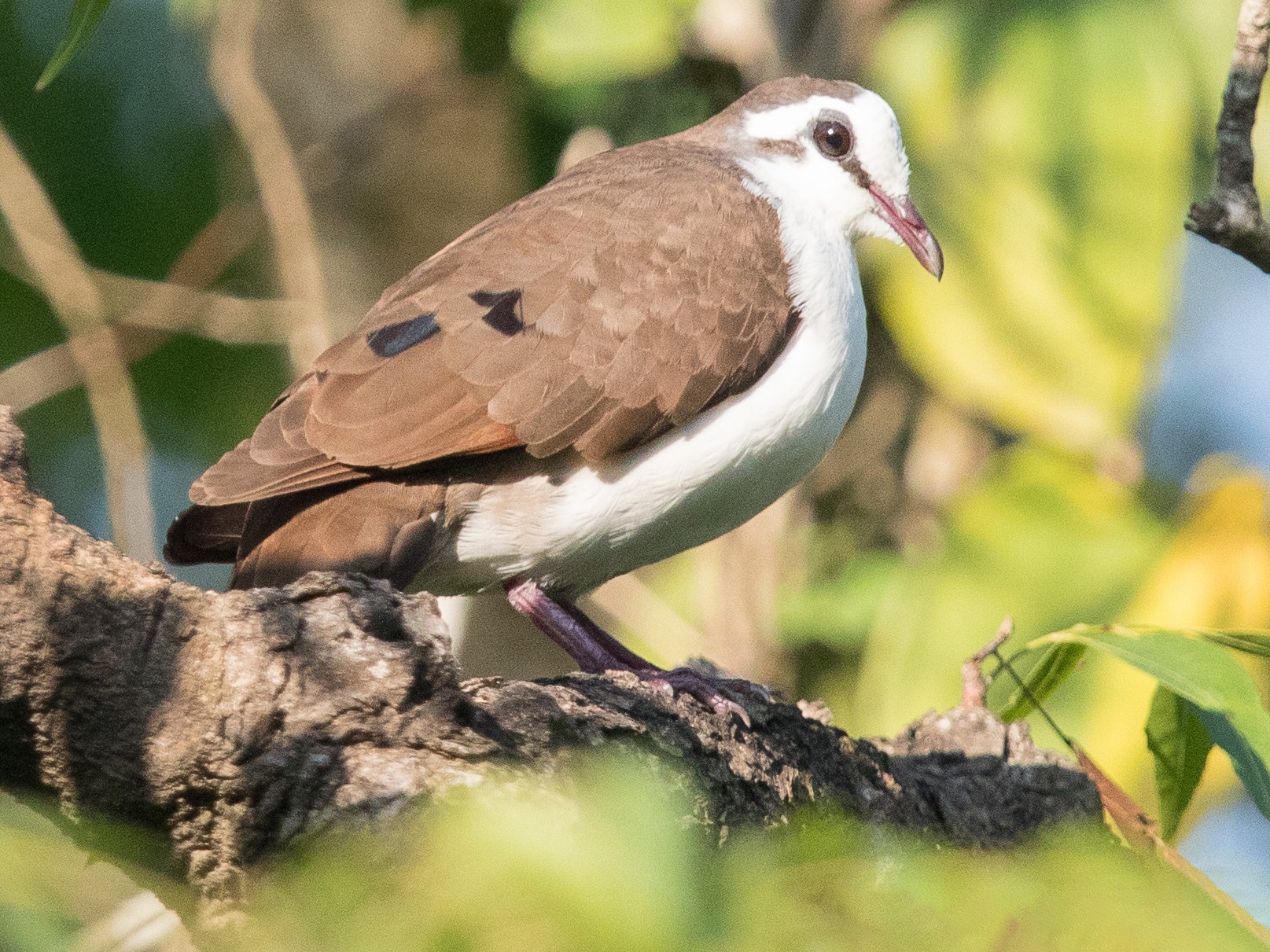 Tambourine Dove eBird