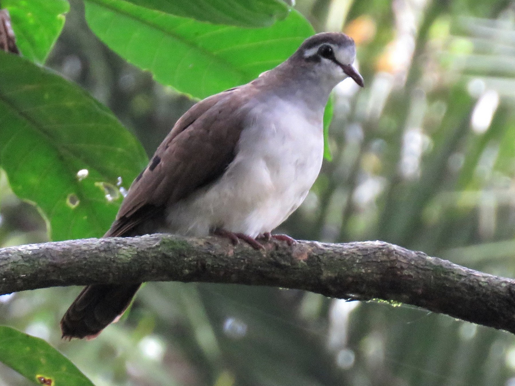 Tambourine Dove - Hugo Foxonet