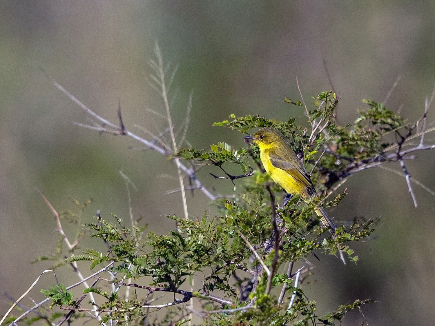 African Yellow-Warbler - Niall D Perrins
