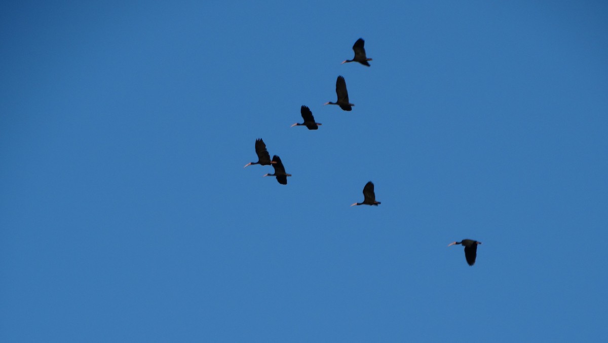 ibis tmavý - ML219594851