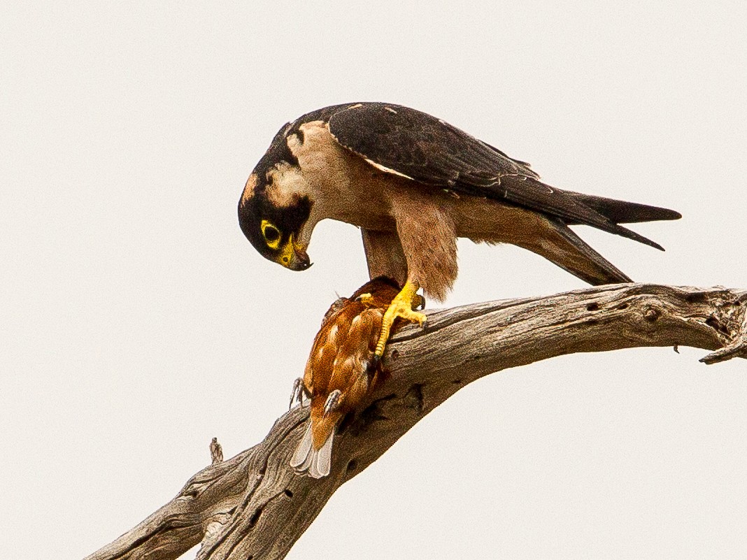 Taita Falcon - Bruno SCHMETZ