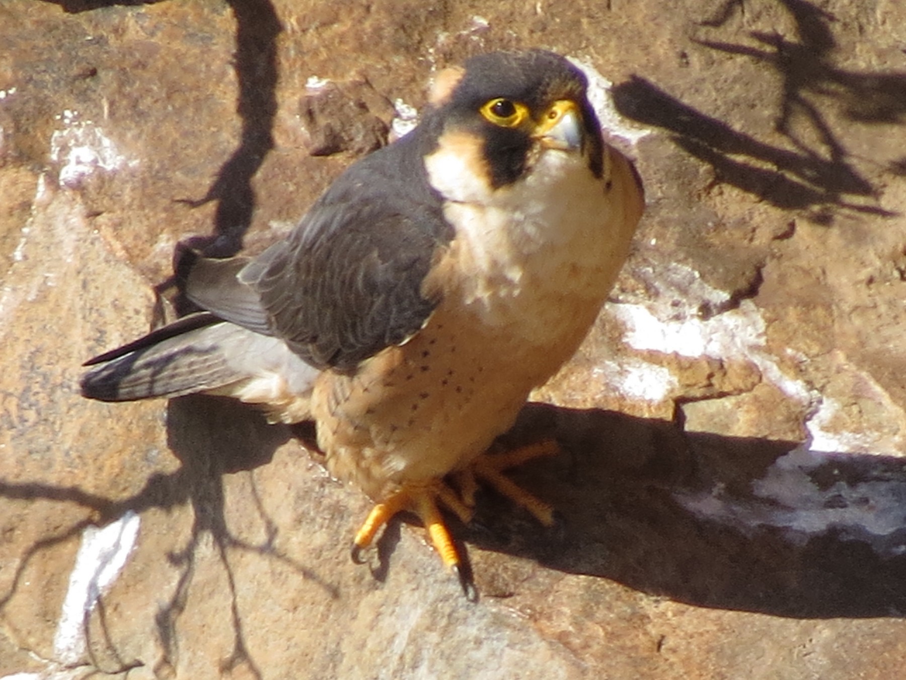 Taita Falcon - Shane Sumasgutner