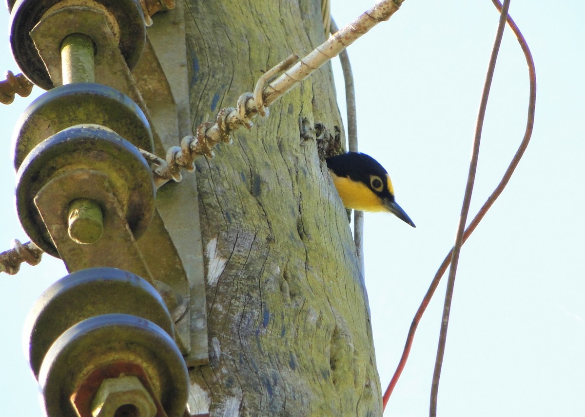 Yellow-fronted Woodpecker - ML219595321