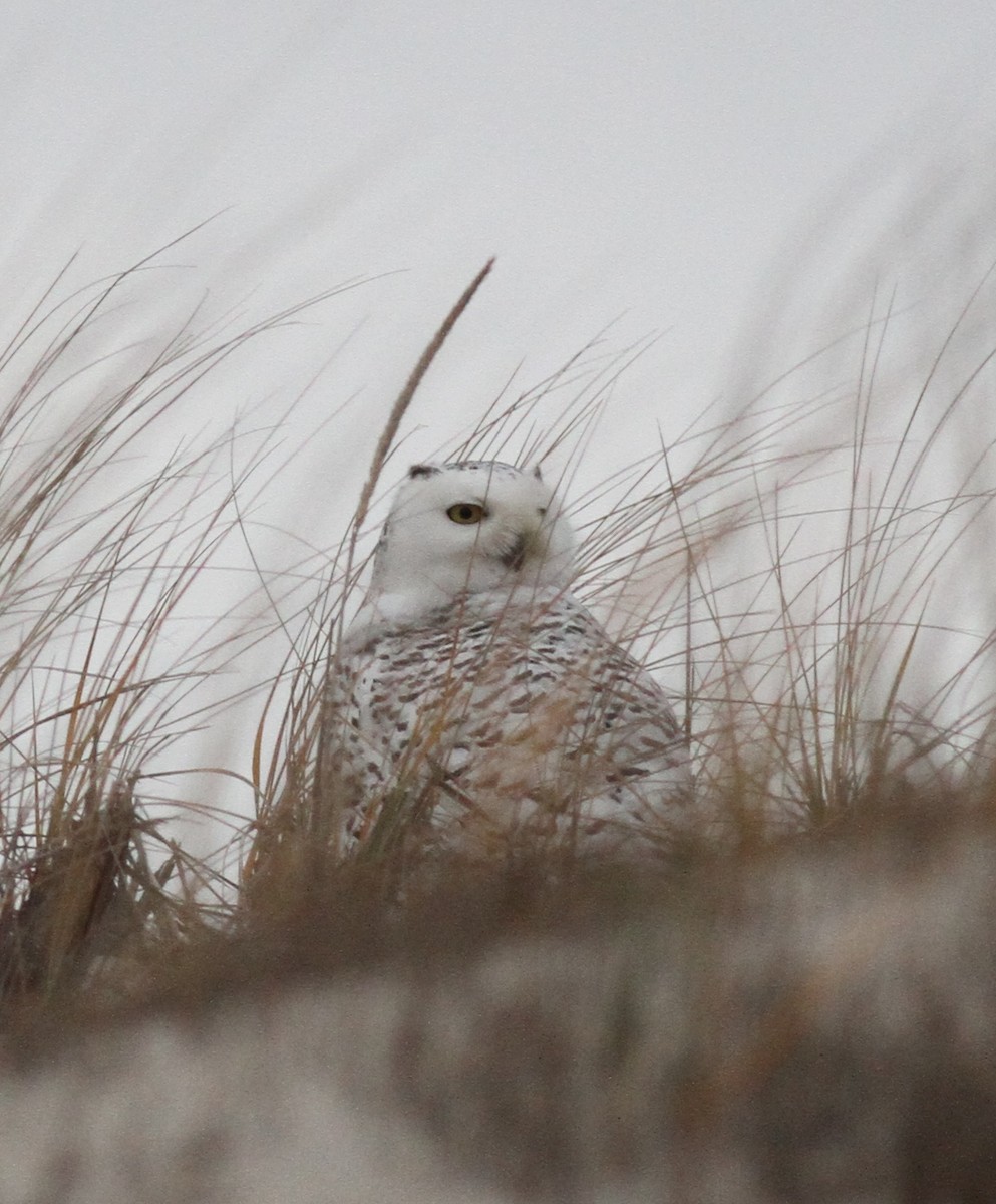 Snowy Owl - ML21959581