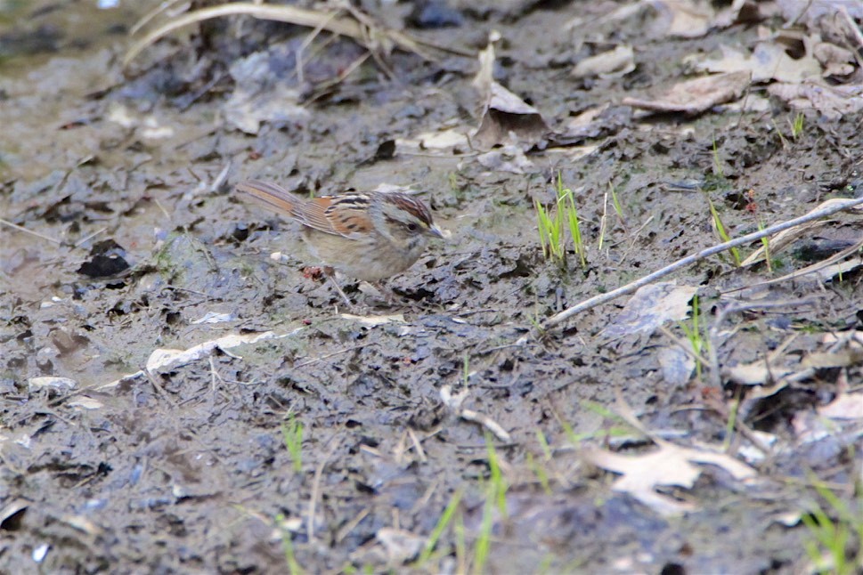Swamp Sparrow - ML219595841