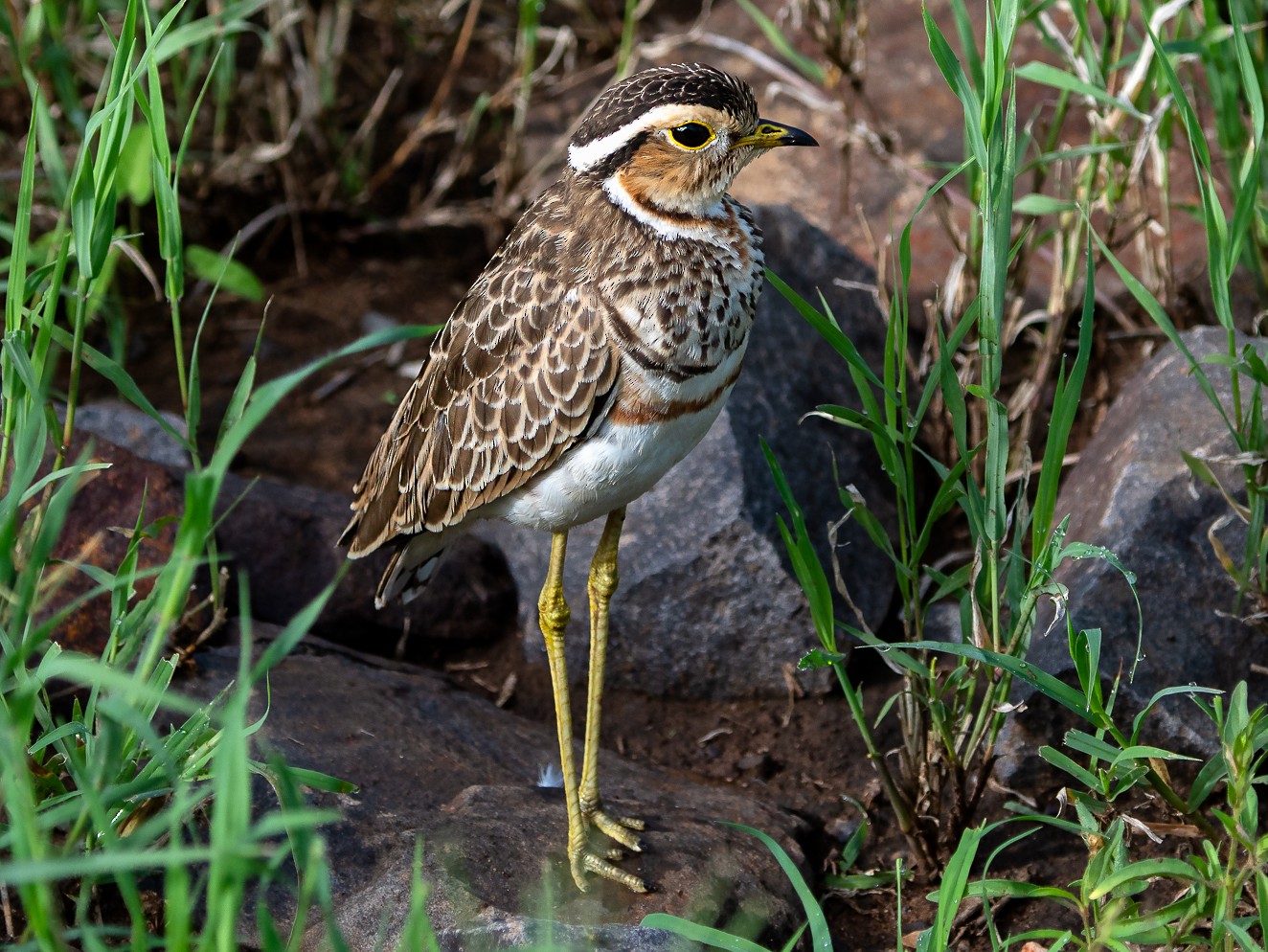 Three-banded Courser - George Pagos