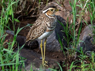  - Three-banded Courser