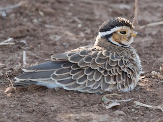  - Three-banded Courser