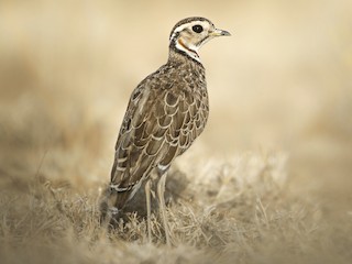  - Three-banded Courser