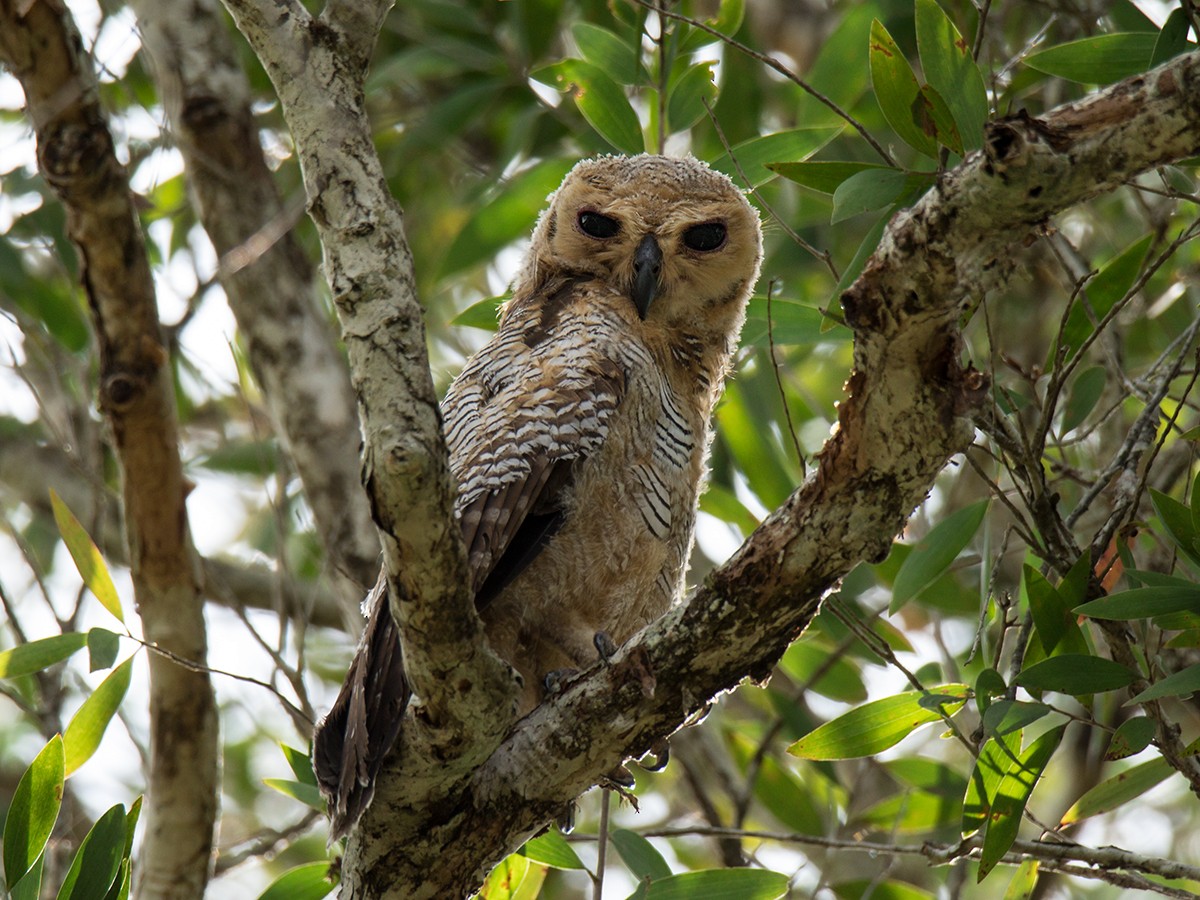 Spotted Wood-Owl - Wich’yanan Limparungpatthanakij