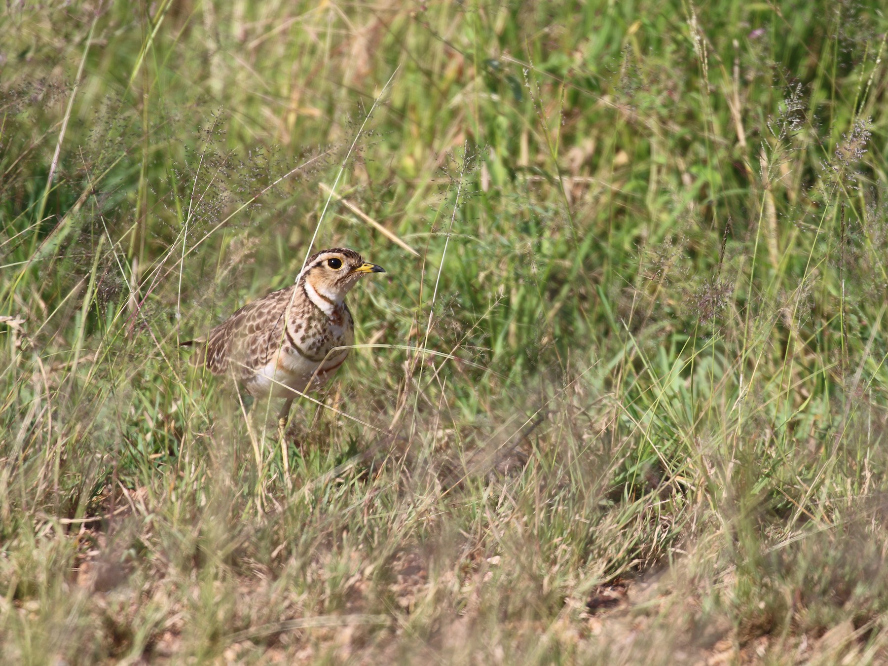 Three-banded Courser - Alec Hopping