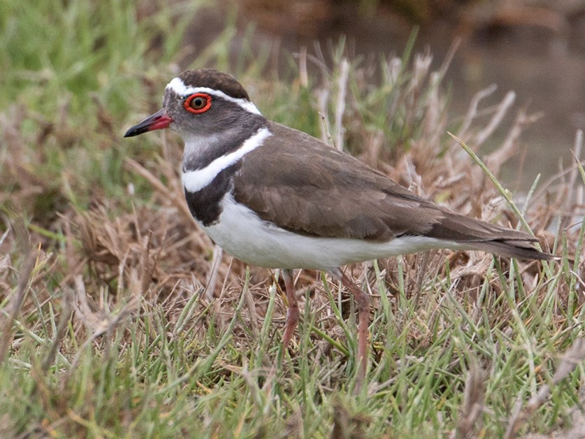 Three-banded Plover - Sam Woods