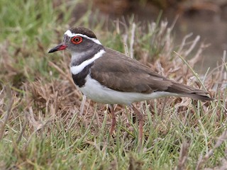  - Three-banded Plover
