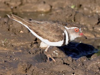  - Three-banded Plover (African)