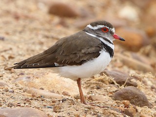  - Three-banded Plover