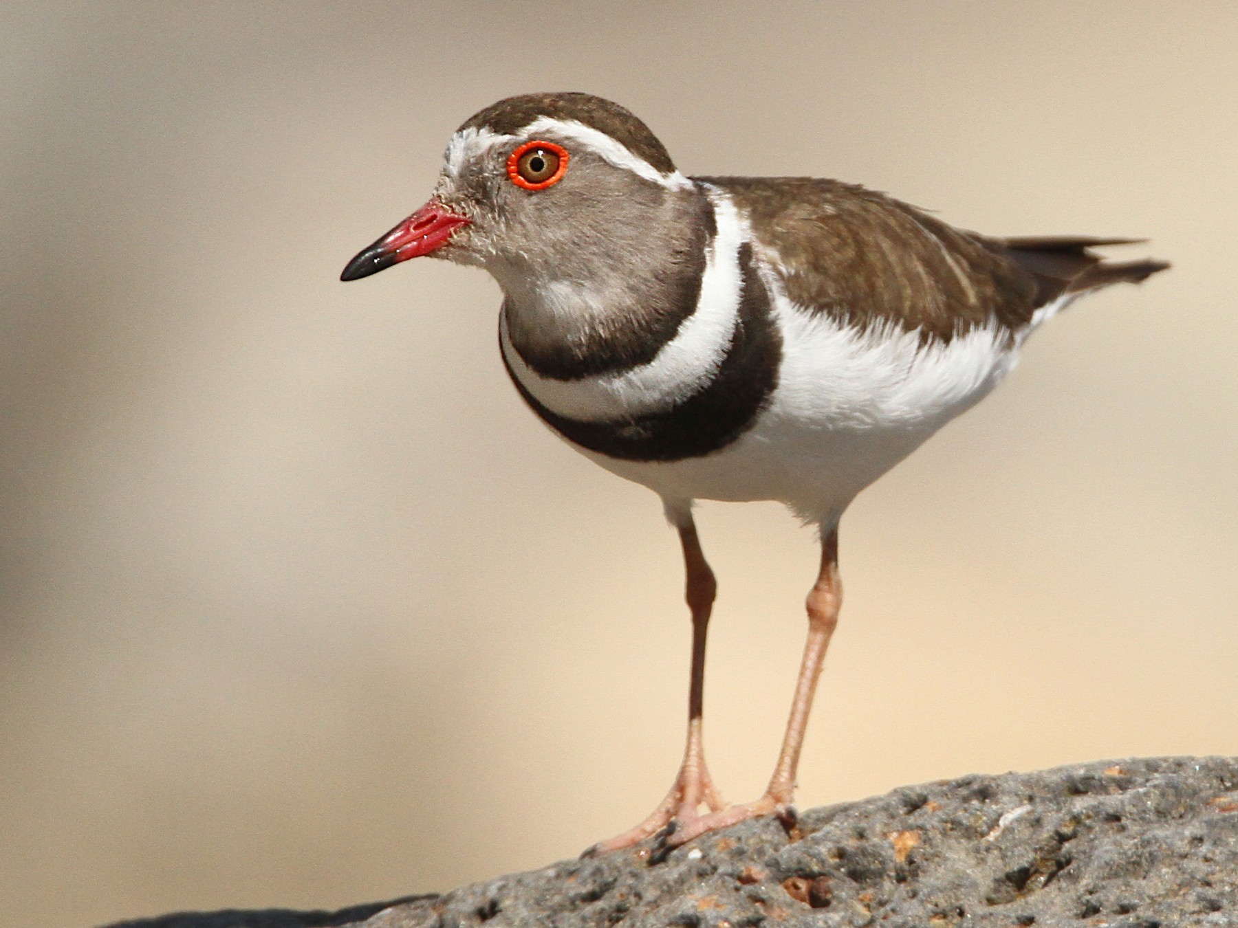 Three-banded Plover - Anonymous
