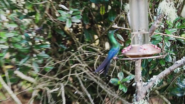 kolibřík modrokřídlý - ML219598271