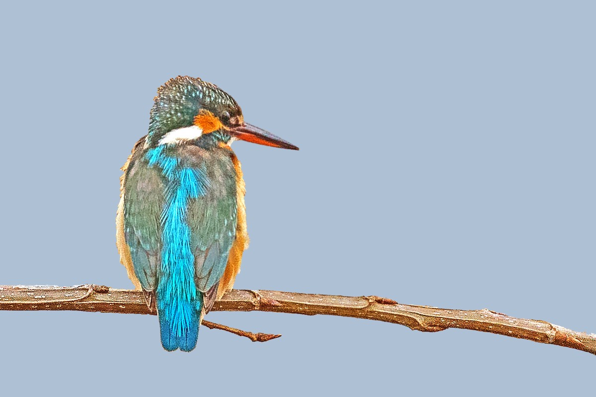 Common Kingfisher - ML219599101