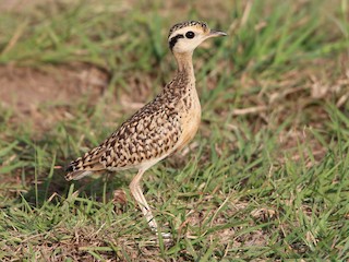  - Temminck's Courser