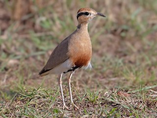  - Temminck's Courser