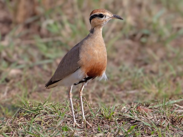 Adult - Temminck's Courser - 