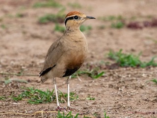  - Temminck's Courser