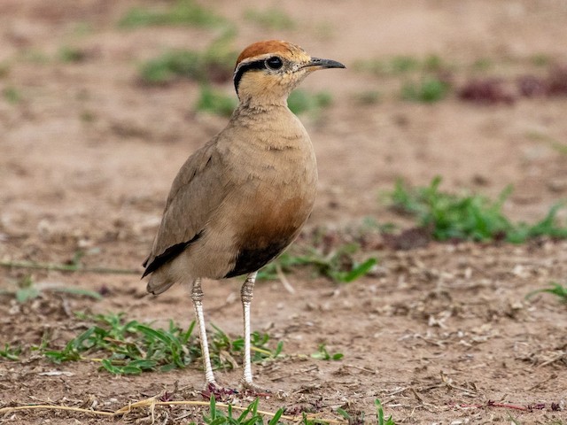 Adult - Temminck's Courser - 