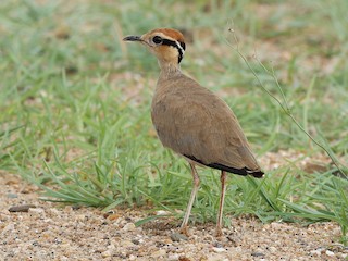  - Temminck's Courser