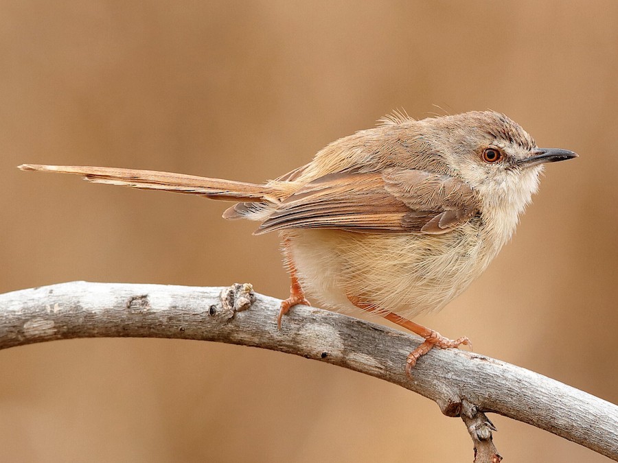 Tawny-flanked Prinia - eBird