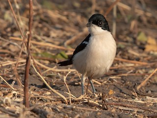 スズゴエヤブモズ - eBird