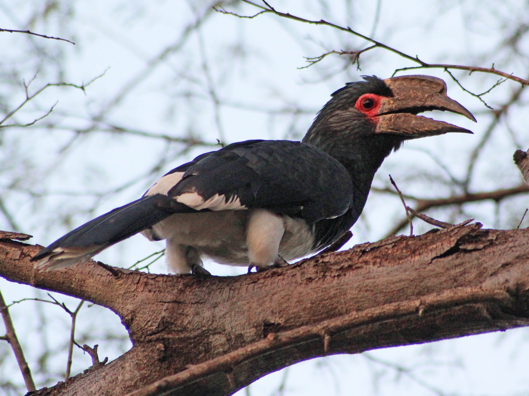 Trumpeter Hornbill - Dan Fox