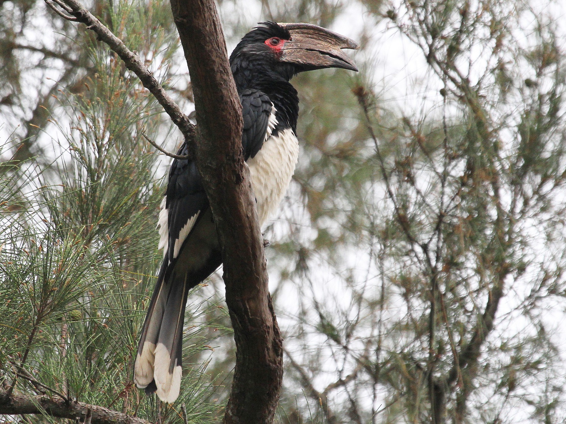 Trumpeter Hornbill - Stephen Gast