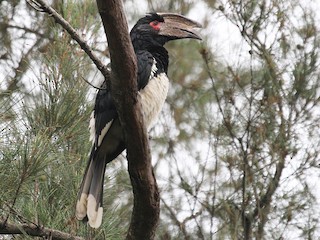  - Trumpeter Hornbill