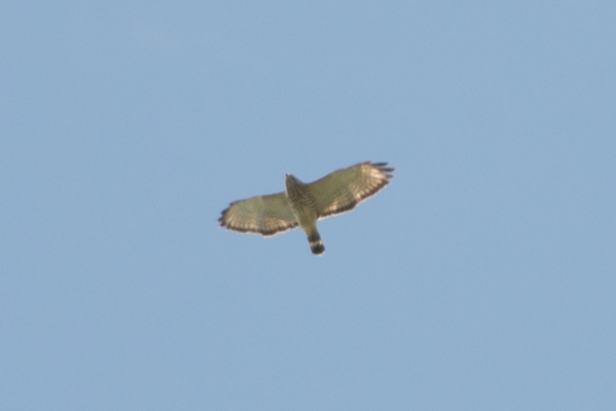 Broad-winged Hawk - ML219604211