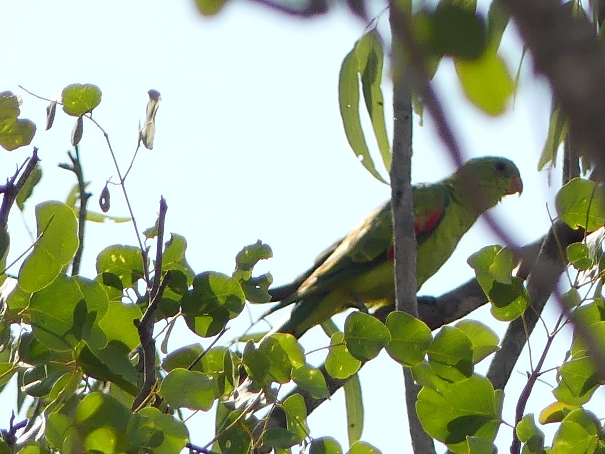 Red-winged Parrot - ML219604361
