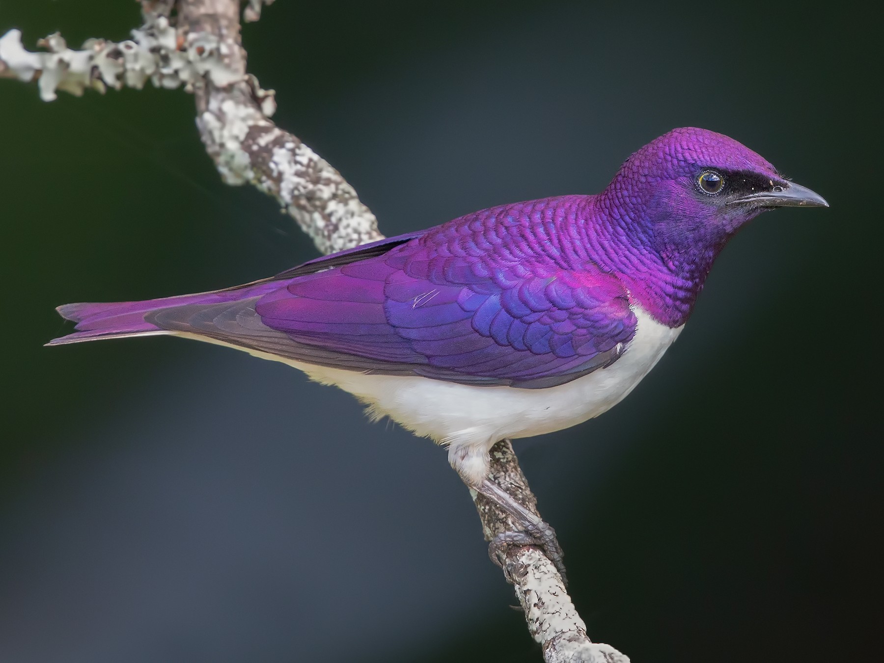 Violet-backed Starling - eBird