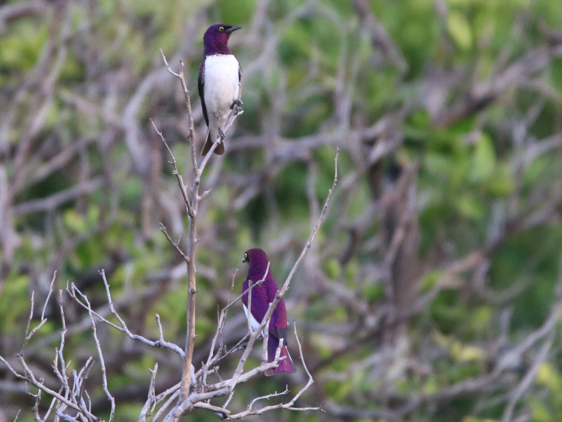 Violet-backed Starling - eBird