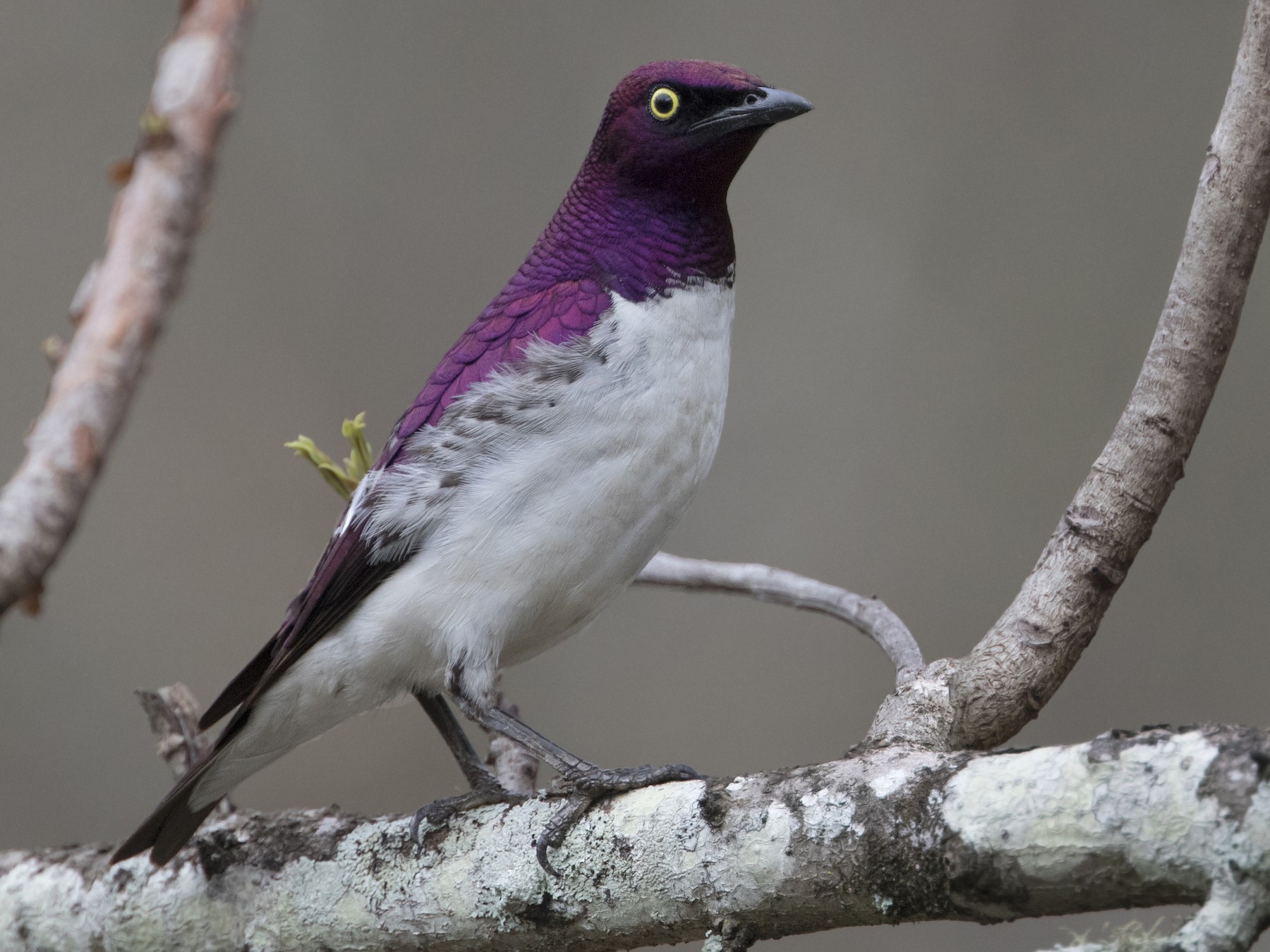 Violet-backed Starling - Zak Pohlen