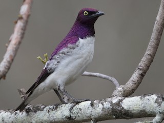 Violet-backed Starling - eBird