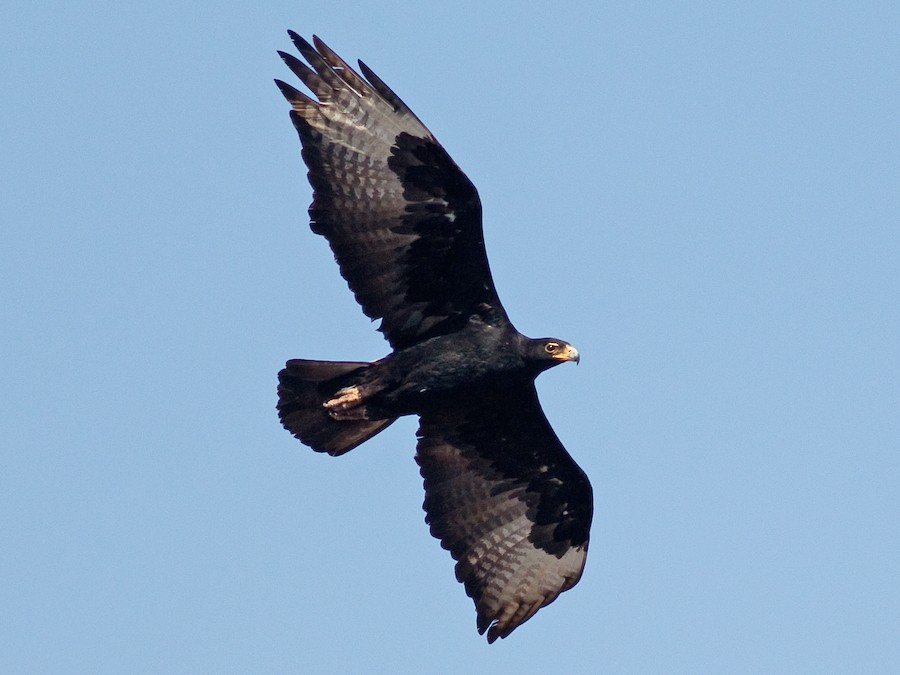 Black Eagle - eBird