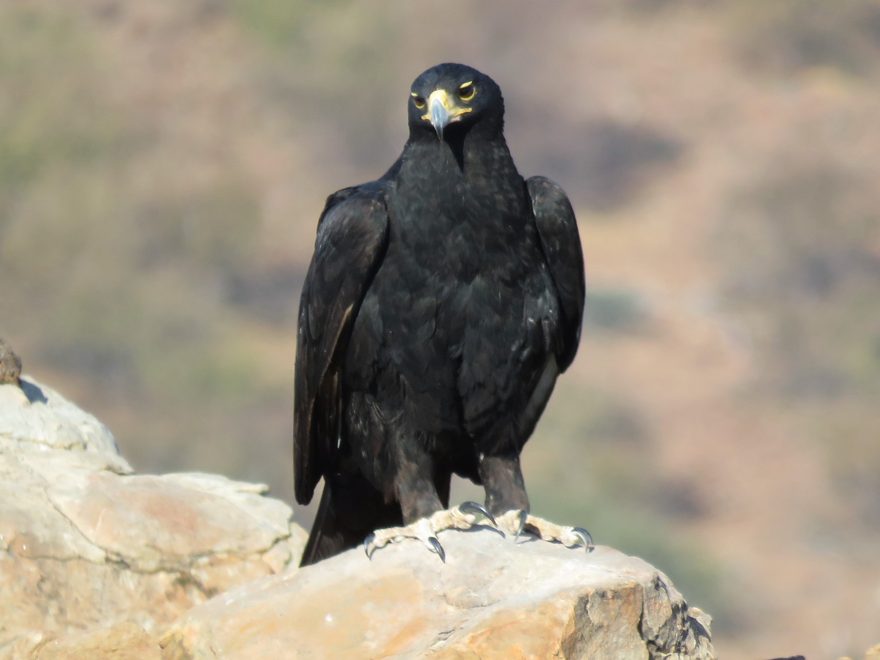 Verreaux's eagle – black eagle